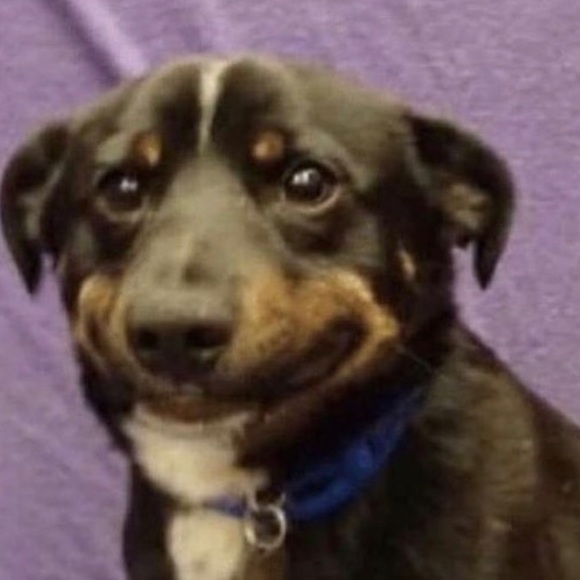 Meet your Posher, Bella - Picture 1 of 1